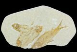 Fossil Fish Plate (Knightia) - Green River Formation #120001-1